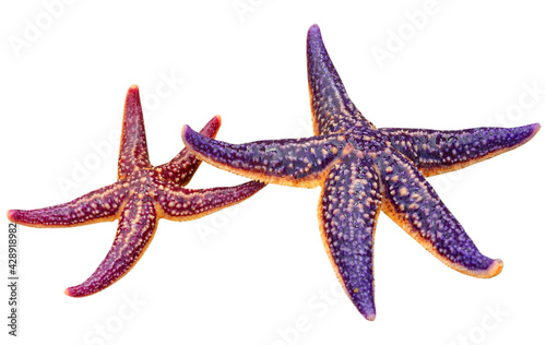 couple of starfish isolated on a white background, summer background