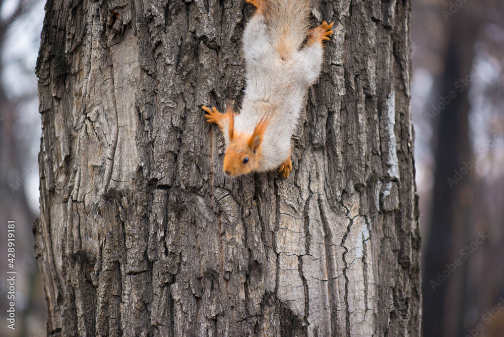 beautiful red squirrel descends from the tree