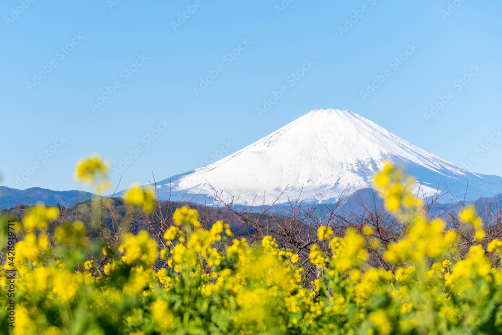 Fototapeta premium 富士山と菜の花