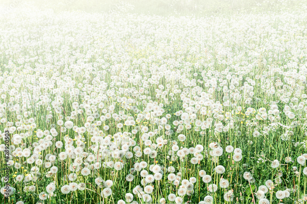 Fototapeta premium Big field with white fluffy dandelions and fresh green grass. Summer spring natural landscape.