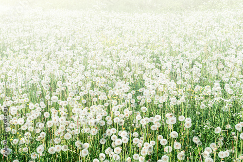 Big field with white fluffy dandelions and fresh green grass. Summer spring natural landscape.