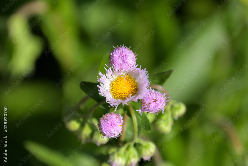 Obraz premium 花びらが刺繍糸のようなハルジオンの花