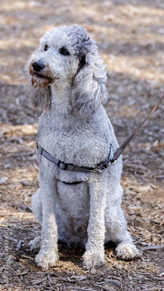 3-Year-Old silver platinum Phantom Standard Poodle female. Off-leash dog park in Northern California.