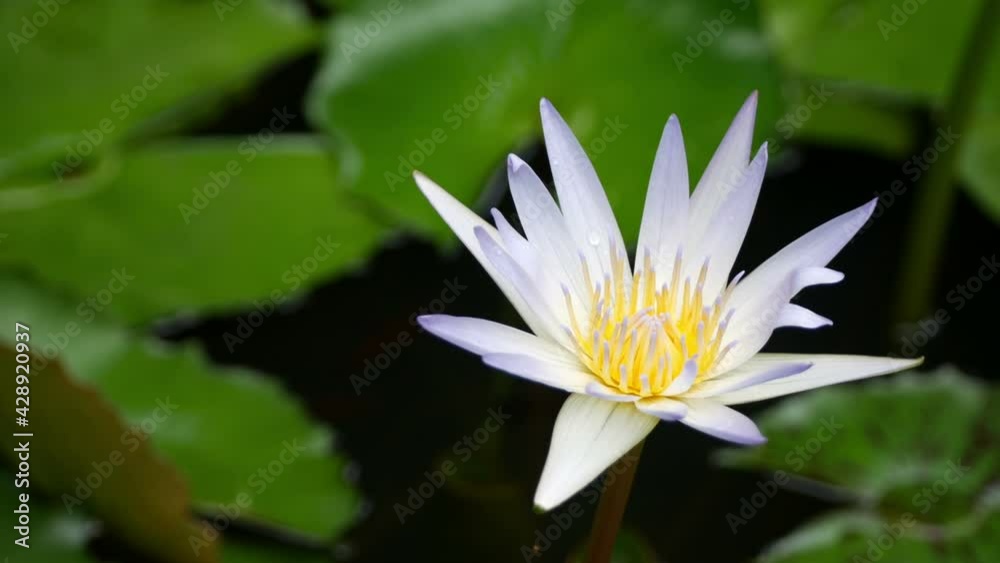 close up yellow and white Water Lillies in a Pond close up yellow and white Water Lillies in a Pond