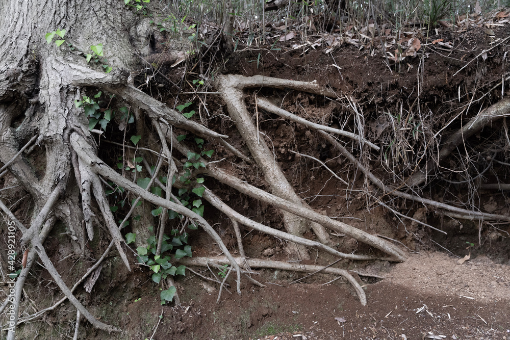 roots of a tree roots of a tree