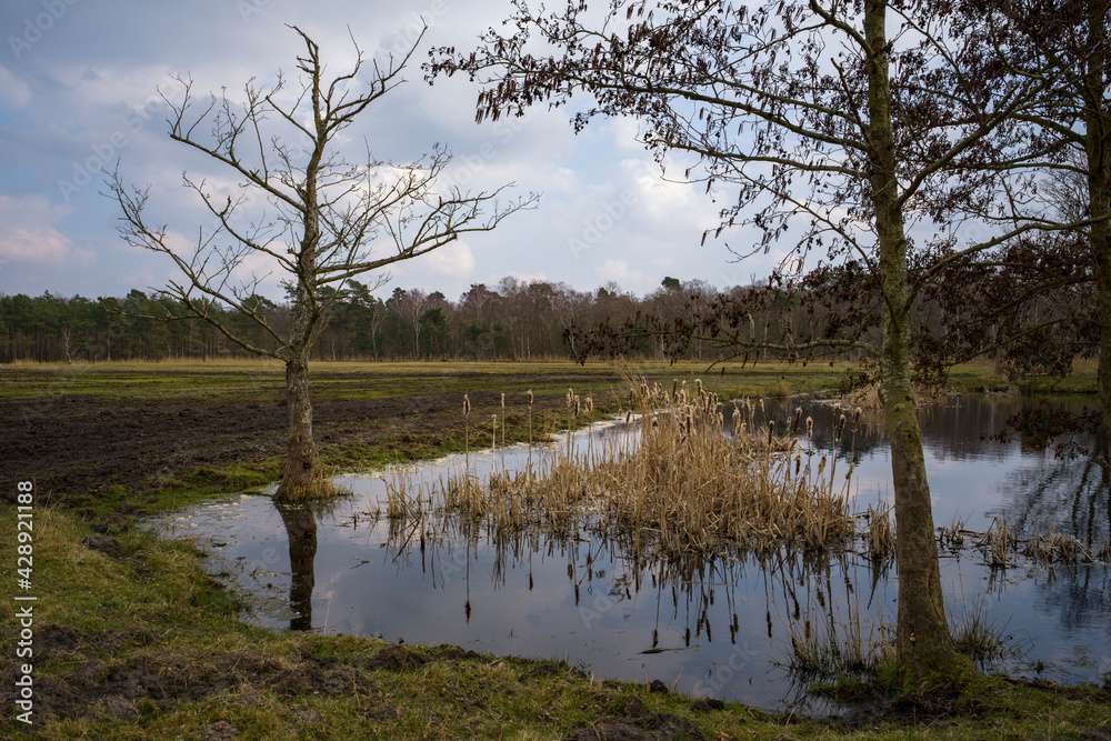 Fototapeta premium Ein kleiner See in dem sich Bäume spiegeln