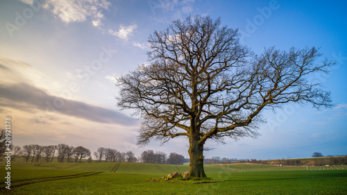 Ein freies Feld mit B  umen vor blauem Himmel