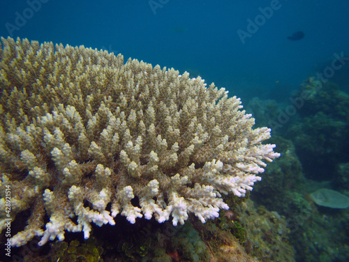 coral reef in the sea