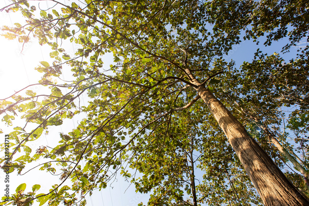 Fototapeta premium Teak tree in the forest. 