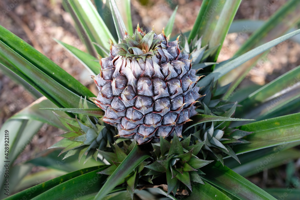 Close up of a young pineapple. The pineapple (Ananas comosus) is a tropical plant with an edible fruit and the most economically significant plant in the family Bromeliaceae Close up of a young pineapple. The pineapple (Ananas comosus) is a tropical plant with an edible fruit and the most economically significant plant in the family Bromeliaceae