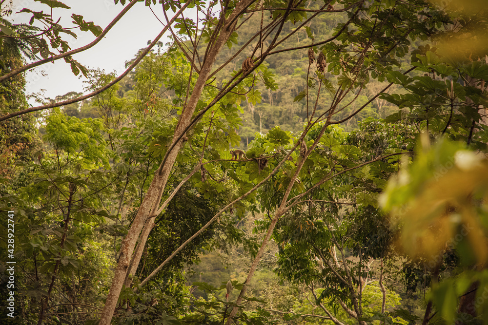Fototapeta premium Vida Silvestre - Amazonía Peruana