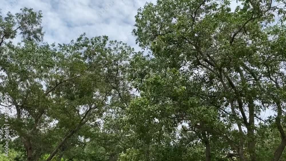 Wind blowing the branches and leaves of tall trees. Wind blowing the branches and leaves of tall trees.