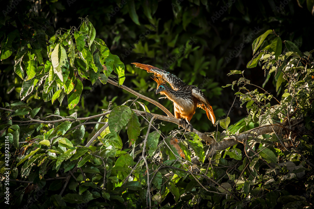 Vida Silvestre - Amazonía Peruana