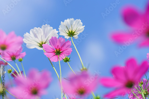 Cosmos colorful flower in the beautiful garden