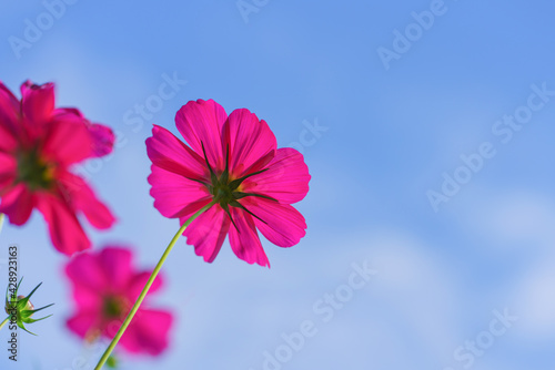 Cosmos colorful flower in the beautiful garden