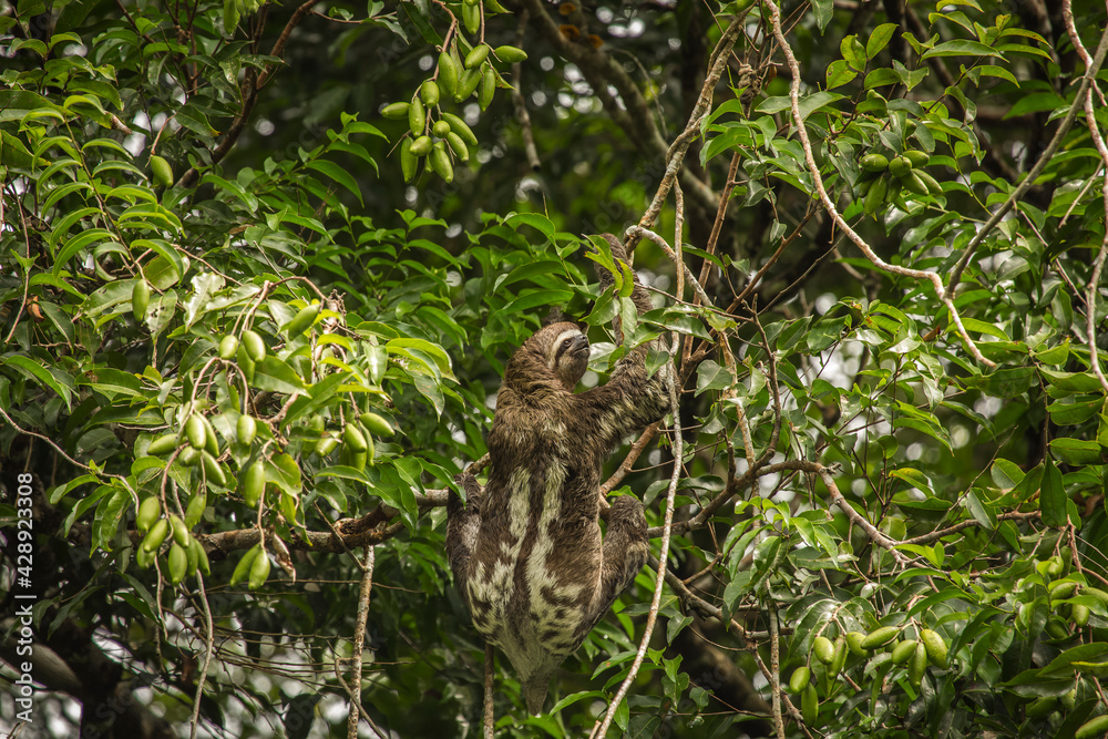 Vida Silvestre - Amazonía Peruana Vida Silvestre - Amazonía Peruana