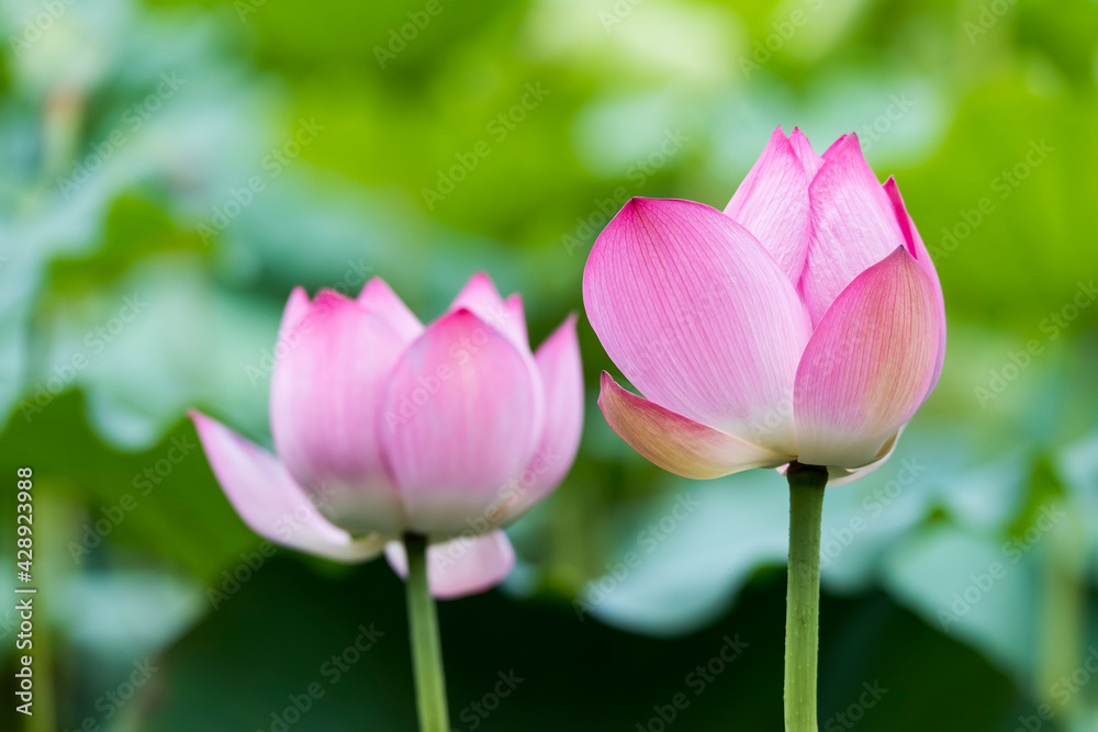 lotus flower blooming in summer pond with green leaves as background