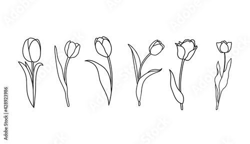 Hand drawn set of tulips.
