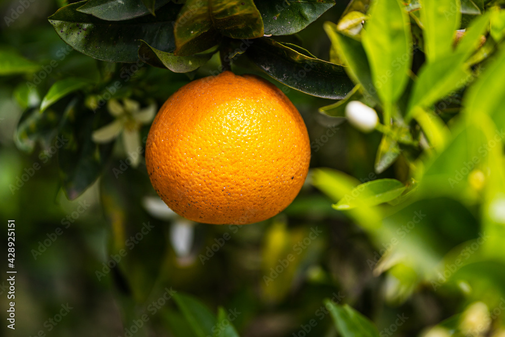 close-up beautiful orange tree with orange large round orange surrounded by many bright green leaves, soft focus close-up beautiful orange tree with orange large round orange surrounded by many bright green leaves, soft focus