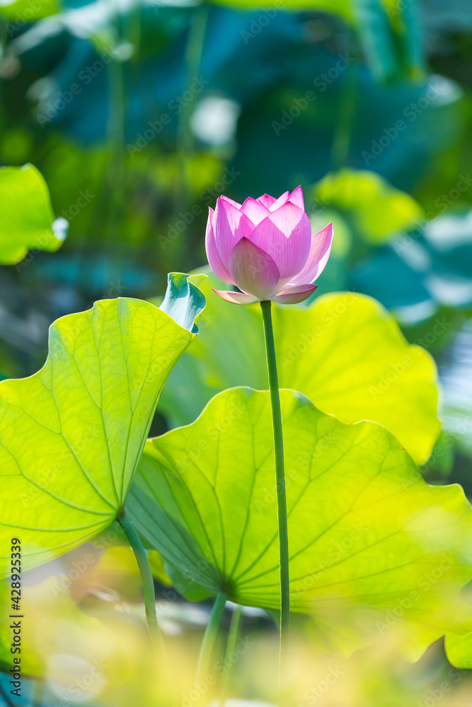 lotus flower blooming in summer pond with green leaves as background