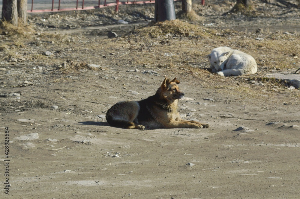 Obraz premium two dogs playing