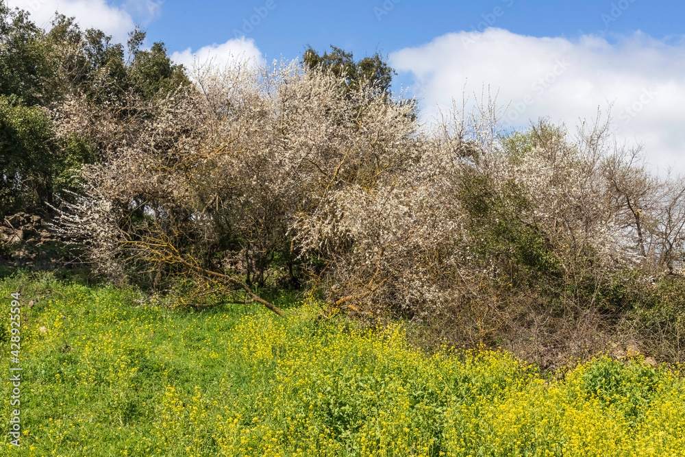 Meadow with blooming flowers and trees against the sky Meadow with blooming flowers and trees against the sky
