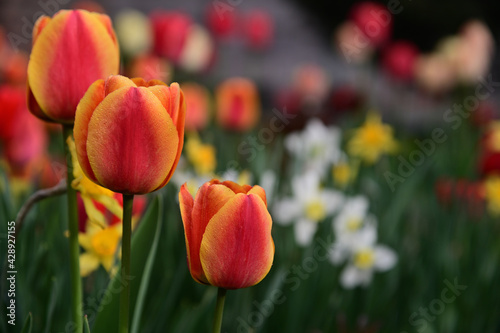 Three red tulips with blurred background