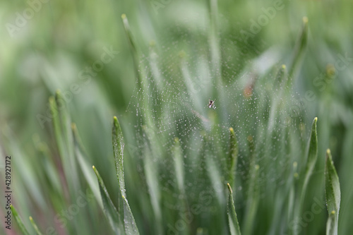 Web with water drops and spider in the center