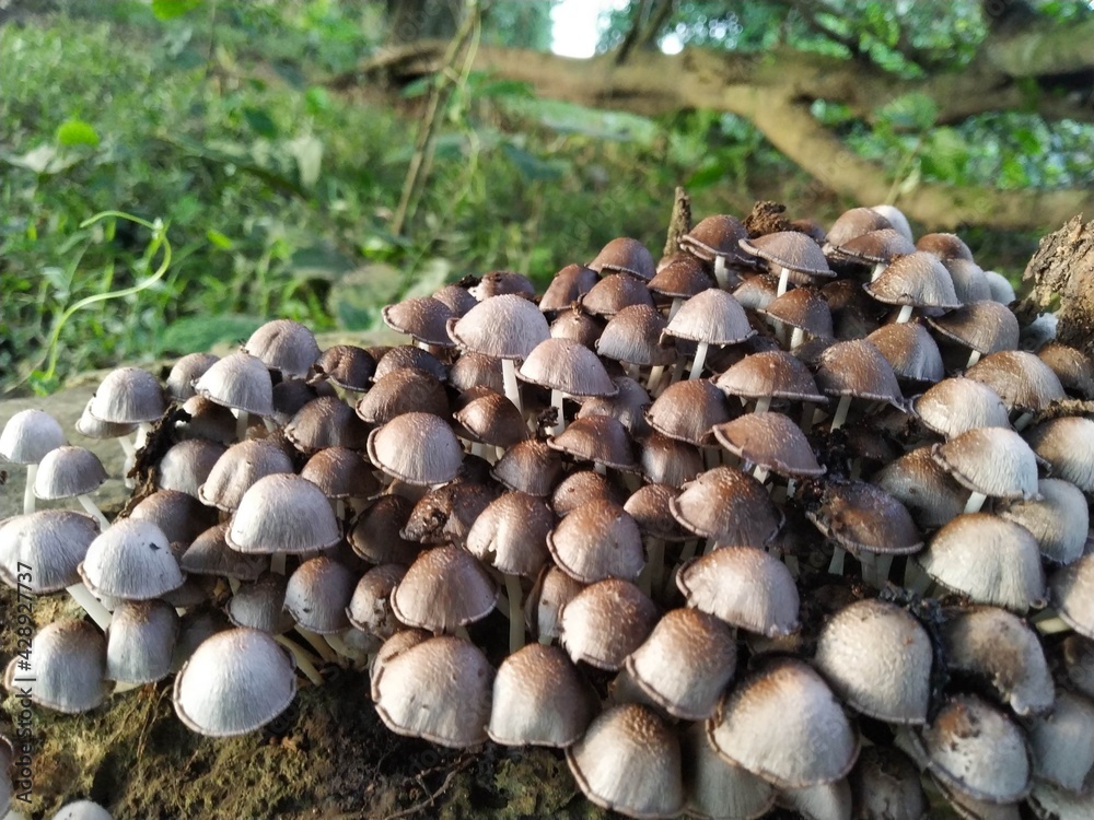 mushrooms on a tree mushrooms on a tree