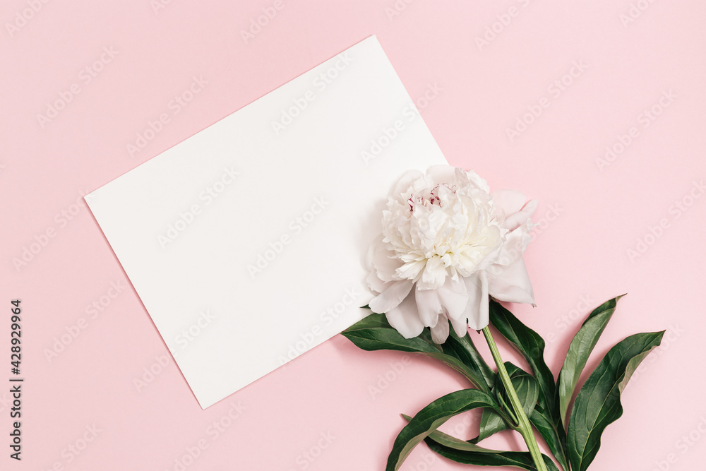 White peony flower and empty paper for text on pink. Summer blossoming delicate peony, seasonal floral design