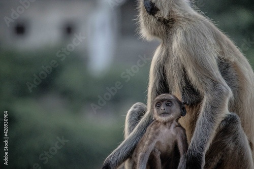 Langoor family