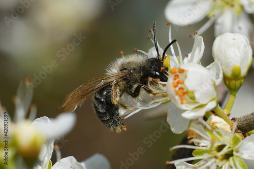 Closeup of a male grey-backed mining bee, Andrena vaga sipping nectar from blackthorn, Prunus spinosa