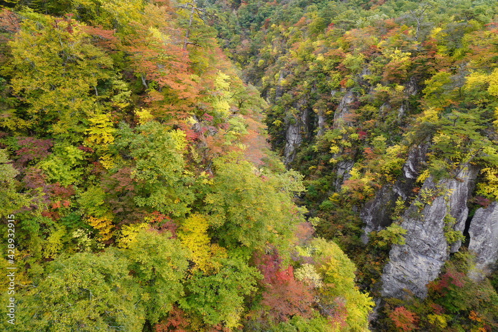 色とりどりに紅葉した山のクローズアップ、宮城県大崎市鳴子峡/The surface of autumn foliage mountain at Naruko gorge, Tohoku Japan.