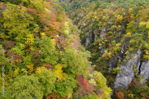 色とりどりに紅葉した山のクローズアップ、宮城県大崎市鳴子峡/The surface of autumn foliage mountain at Naruko gorge, Tohoku Japan.