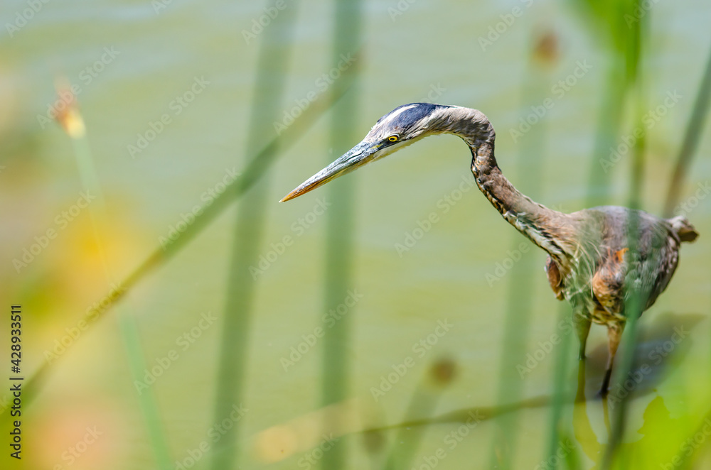Great gray heron (Ardea cinerea) is fishing in Fremont Central Park. Wildlife photography. Great gray heron (Ardea cinerea) is fishing in Fremont Central Park. Wildlife photography.
