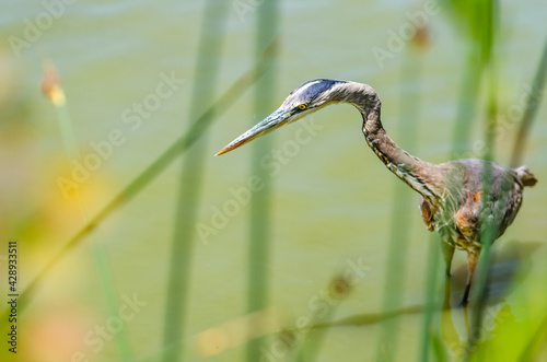 Great gray heron (Ardea cinerea) is fishing in Fremont Central Park. Wildlife photography.  photo