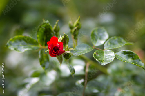 rose in the garden © Mira Drozdowski