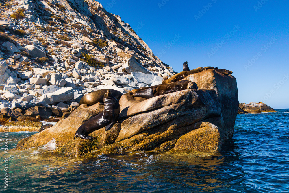 Lobos Marinos en su habitad natural en Cabo pulmo, Baja california Sur.