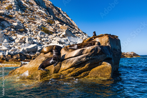 Lobos Marinos en su habitad natural en Cabo pulmo, Baja california Sur.