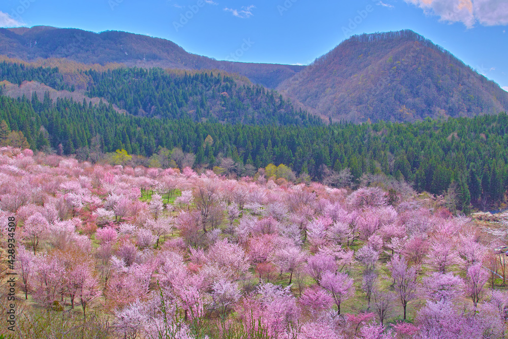 山の桜