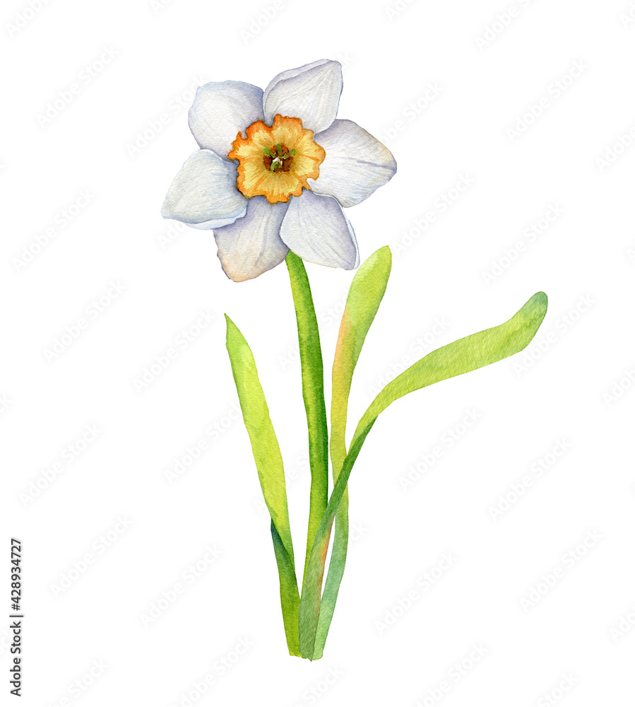 Fototapeta premium Watercolor illustration of one white daffodil, flower isolated on white background, botanical element