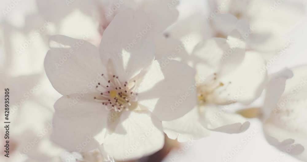 Blossom Sakura Japanese Cherry in bloom windy spring macro close up Blossom Sakura Japanese Cherry in bloom windy spring macro close up