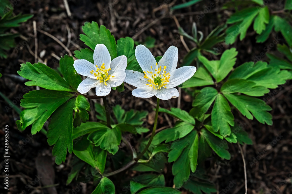 Buschwindröschen bzw. Busch-Windröschen ( Anemone nemorosa ). Buschwindröschen bzw. Busch-Windröschen ( Anemone nemorosa ).