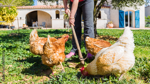 Print op canvas jardiner avec les poules