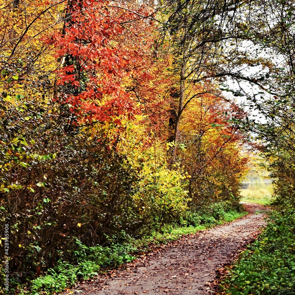 Landscape with Autumn coloured beech trees in a Forest Landscape with Autumn coloured beech trees in a Forest