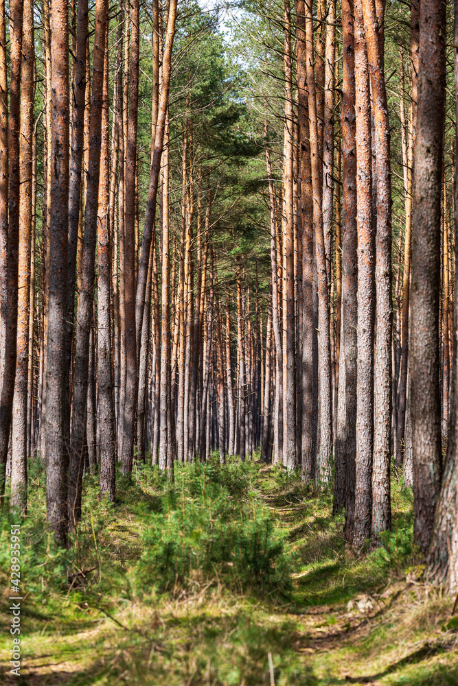Naklejka premium forest in springtime