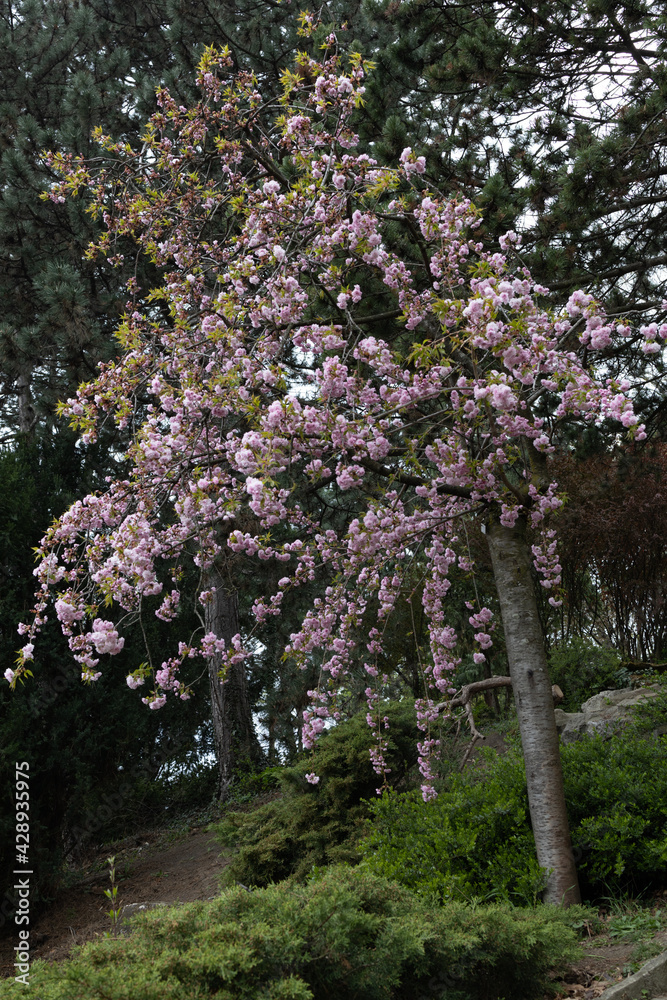 Pink Cherry Tree in full bloom, species prunus kiku shidare zakura. Pink Cherry Tree in full bloom, species prunus kiku shidare zakura.