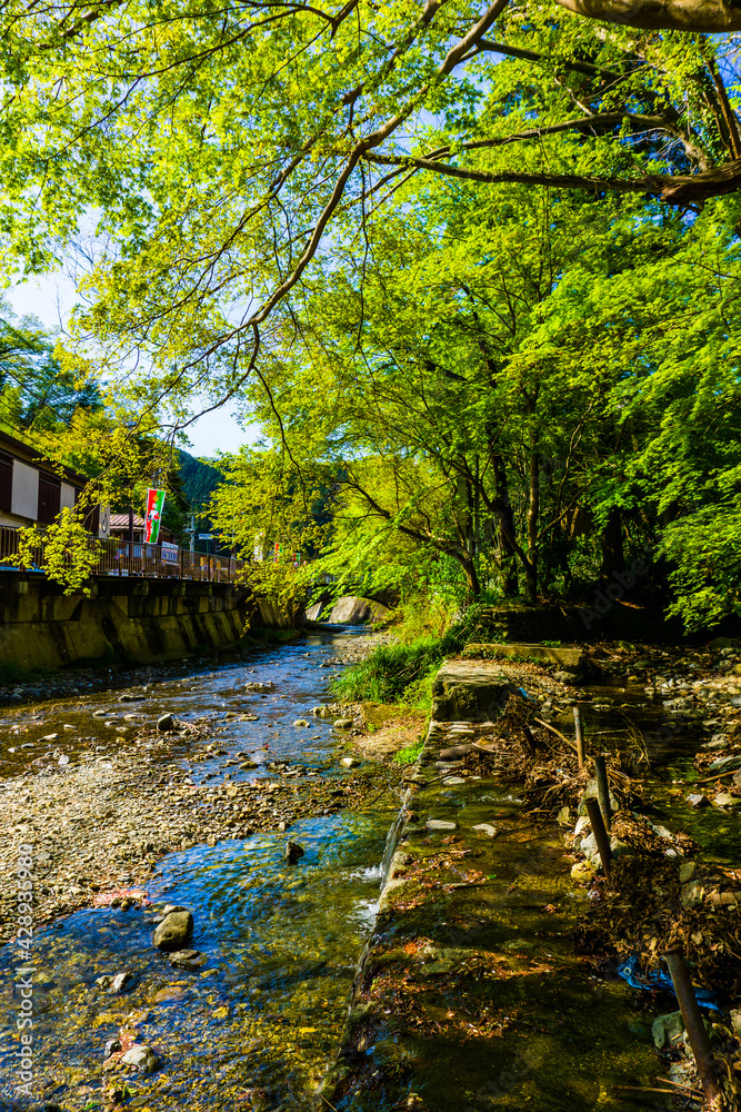高尾山口駅前の小川 春の風景 高尾山口駅前の小川 春の風景