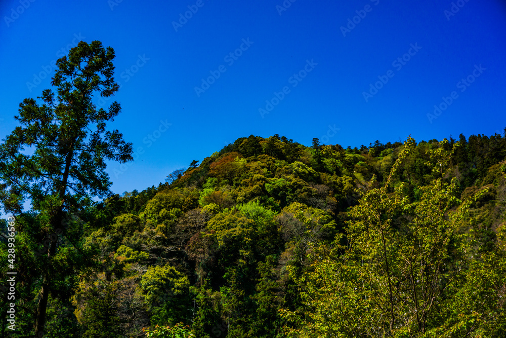 新緑の山　高尾山