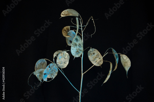 annual honesty seed heads isolated with blue and white light on a black background photo